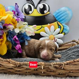 Bear - Apricot male Goldendoodle puppy in Summerville, South Carolina from Channys Doodles