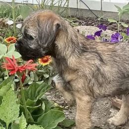 Border Terriers and Labrador Retrievers from Bailiwick Labrador’s