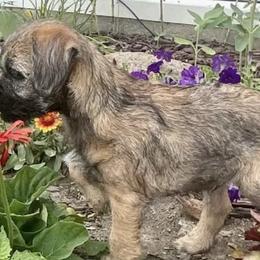 Border Terriers and Labrador Retrievers from Bailiwick Labrador’s