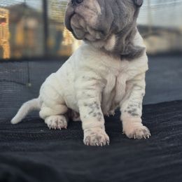 Ash - Blue male Chinese Shar-Pei puppy in Salem, Ohio from WrinkleMonsters
