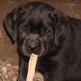 Labrador Retrievers from Beach Bum Labradors