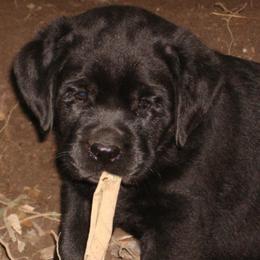 Labrador Retrievers from Beach Bum Labradors
