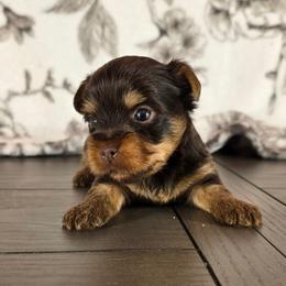Bentley - Chocolate and tan male Yorkshire Terrier puppy in Callahan, Florida from Nikki's Precious Yorkies