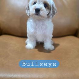 Bullseye - male Cavapoochon puppy in Bullard, Texas from Cavapoochon Central LLC