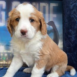 Shirley - Red female Bernedoodle puppy in Seymour, Tennessee from Lollie's Doodles