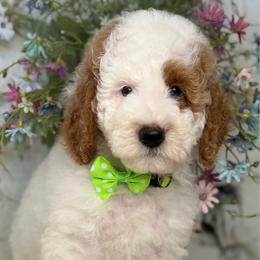 Fizzy - Parti male Goldendoodle puppy in Yuciapa, California from AlltheDoodlez_