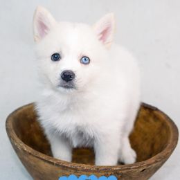 Pomskies from North Florida Pomskies
