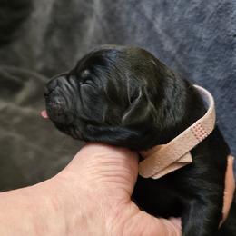 Labrador Retriever puppies from Full House Ranch Labradors