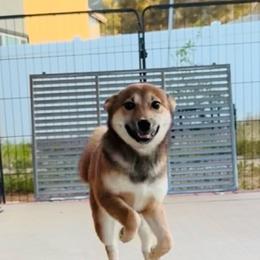 Girl 6 - Sesame female Shiba Inu puppy in Wildomar, California from Almond & Sesame