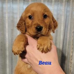 Beau - Dark golden male Golden Retriever puppy in Scurry, Texas from 07 Seven Oaks Goldens and Doodles
