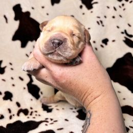 Bandit - Golden male Golden Retriever puppy in Sevierville, Tennessee from Renko Kennel