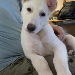 Boy 6 - White male German Shepherd puppy in Santa Rosa Valley, California from Diamond White German Shepherds