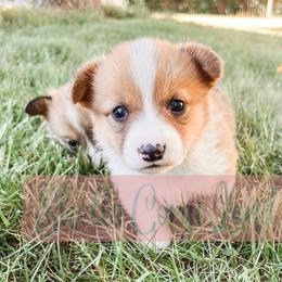 Pembroke Welsh Corgi Puppies from Shells’ Corgis