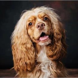 Cocker Spaniel All Grown Up from Blackberry Farm Cockers