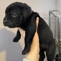 Purple collar - Black female Cane Corso puppy in Rochester, New York from Forbidden Fruits Kennels