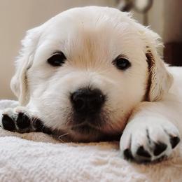 Golden Retriever Puppies from Indy's God Given Goldens