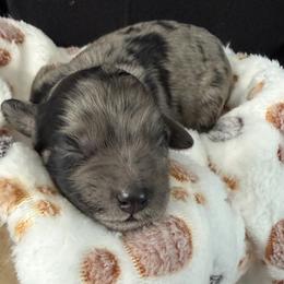 Golden Aussiedoodle and Goldendoodle Puppies from AZ Stickerdoodles