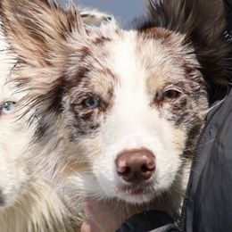 Border Collies from South Texas Border Collies