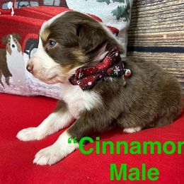 Australian Shepherd Puppies from Annie's Aussies