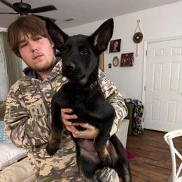 Green - Bi-color female German Shepherd puppy in Gainesville, Georgia from Vom Haus Schair-Finest Working line German Shepherd Puppies