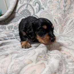 Boy 9394 - Black and tan male Dachshund puppy in Spring Hope, North Carolina from Hogan’s Lowrider Hounds