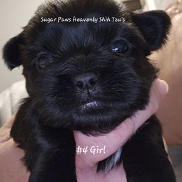 Forth born - Black and white female Shih Tzu puppy in Havelock, North Carolina from Sugar Paws Heavenly Shih Tzu’s and Yorkshire Terriers