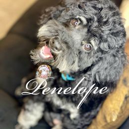 Penelope - Bernedoodle