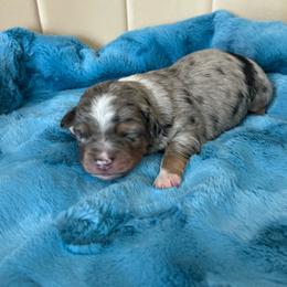 Jack - Blue merle male Miniature Australian Shepherd puppy in Norco, California from River Springs Aussies