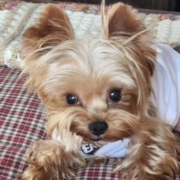Monty - Yorkshire Terrier