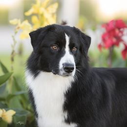 Parker - Australian Shepherd
