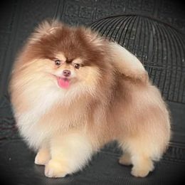 Loki - Pomeranian
