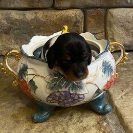 CAMI. CKC FULL RIGHTS - Black and cream female Dachshund puppy in Elizabethtown, Kentucky from Teeny Tiny Puppy Tails