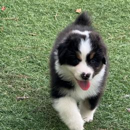 Tahm Kench (half tail) - Black tri-color male Australian Shepherd puppy in Jacksonville, Florida from Solace Australian Shepherds