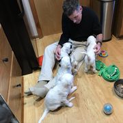 English Setter Puppies from Hiddenlane Kennels