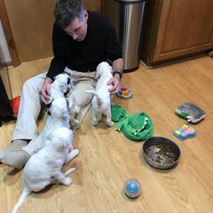 English Setter Puppies from Hiddenlane Kennels
