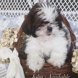 John - Brindle and white male Shih Tzu puppy in Jasper, Georgia from Tiny Bubbles Shih Tzus