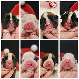 Boxer puppies from WildRiver Boxers
