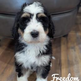 Boy 4 - Tri-color male Bernedoodle puppy in Lancaster, Minnesota from Richardville Hunde