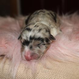 Kuromi - Blue merle female Australian Shepherd puppy in Star City, Arkansas from Circle P Farm Australian Shepherds