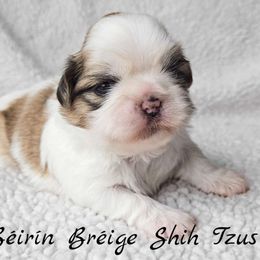 AKC Brindle & White Parti Male - Brindle and white male Shih Tzu puppy in Middle Grove, New York from Beirin Breige Shih Tzus