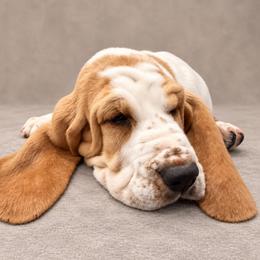 Kristoff - Lemon and white male Basset Hound puppy in Monterey, Tennessee from Southern Belles Bassets