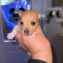 Pup D - White and tan female Toy Fox Terrier puppy in Clermont, Florida from Debbie Hiles's Toy Fox Terriers