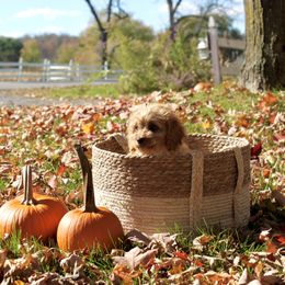 Cavapoo Puppies from Campbell Cavapoos