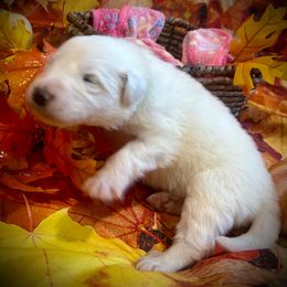 LACEY Lt Blue collar female - White female Great Pyrenees puppy in Fair Grove, Missouri from Allen Wags & Woolies