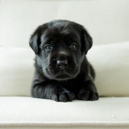 Boomer - Black male Labrador Retriever puppy in Allons, Tennessee from UC Labradors LLC