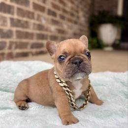 Mac - Brindle and white male French Bulldog puppy in Willis, Texas from Maranda Cianceruso