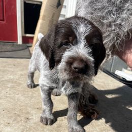 Redda(Belle) - Brown and gray female Wirehaired Pointing Griffon puppy in Grangeville, Idaho from Happy Hollow Griffons