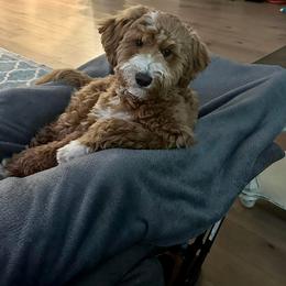 Daisy Grace - Goldendoodle