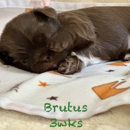 Brutus (pink collar) - Liver male Shih Tzu puppy in Kettering, Ohio from LaDawn’s Little Lions