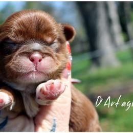 D'Artagnan - male Shih Tzu puppy in Warren, Michigan from Danielle's Yorkie Babies